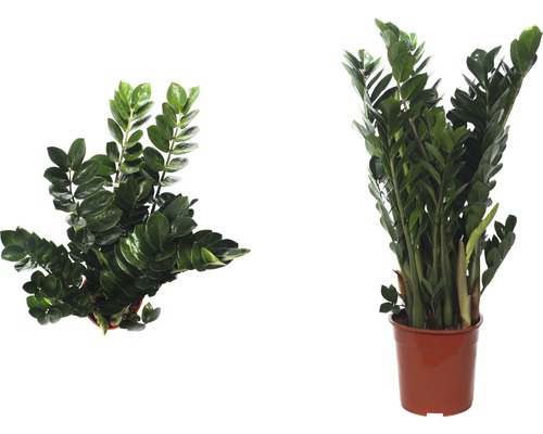 Zamioculcas kamerplant in pot