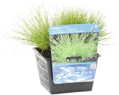 Scirpus cernuus zuurstofplant in pot