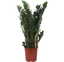 Zamioculcas kamerplant in pot
