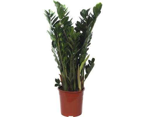 FLORASELF Zamioculcas Ø24 cm H95-105 cm FLORASELF Zamioculcas Ø24 cm H95-105 cm
