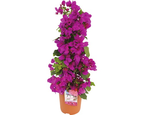 FLORASELF Bougainvillea Bougainvillea sanderare potmaat Ø 19 cm H 25-35 cm Bougainvillea in pot