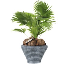 FLORASELF Waaierpalm Livistona rotundifolia in pot potmaat Ø 26 cm H 60-70 cm-thumb-0