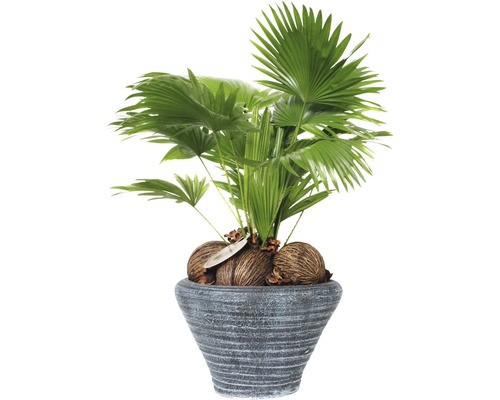 FLORASELF Waaierpalm Livistona rotundifolia in pot potmaat Ø 26 cm H 60-70 cm Livistona chinensis kamerplant in een pot