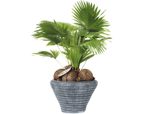 FLORASELF Waaierpalm Livistona rotundifolia in pot potmaat Ø 26 cm H 60-70 cm-0