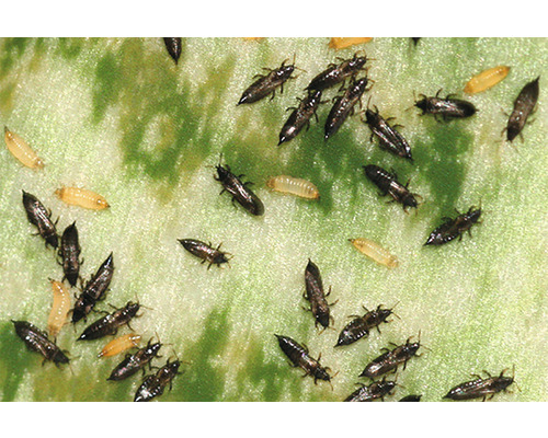 Tripsen op een blad, plantenparasieten