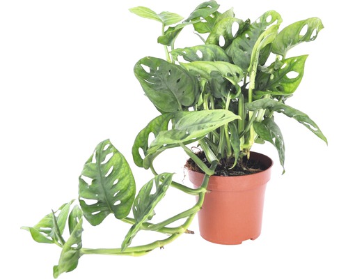 FLORASELF Monkey Mask Monstera Adansonii potmaat Ø 12.0 cm H 25-35 cm