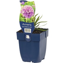Armeria Ballerina Lilac in pot