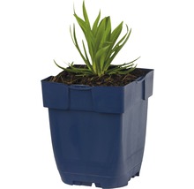 Planten in een kunststof pot