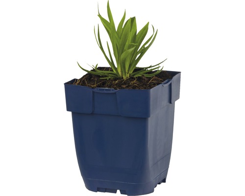 Planten in een kunststof pot