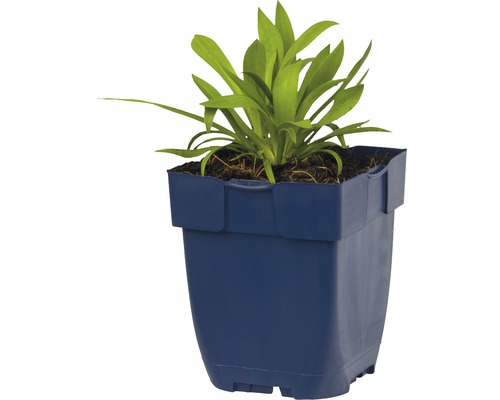 Jonge plant in pot