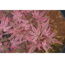Japanse esdoorn met roze bladeren