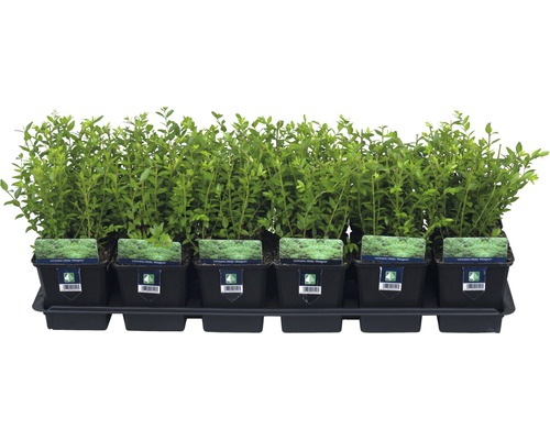 FLORASELF Struikkamperfolie Lonicera nitida 'Maigrün' potmaat Ø 9 cm H 15-20 cm Hegplanten in potten op een transportpallet