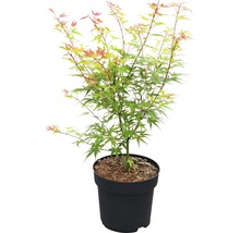 Japanse esdoorn in pot
