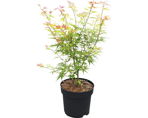 Japanse esdoorn in pot