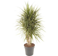 Drakenboom kamerplant in pot