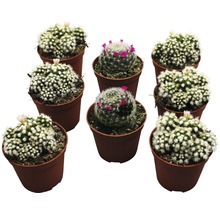 Negen bloeiende Mammillaria cactussen in potten