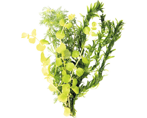 Kunstmatige aquariumplant voor de decoratie van aquaria