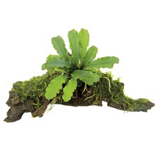 Aquariumplant op wortelhout met mos