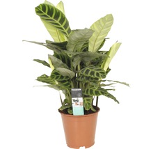 Gebedsplant in pot