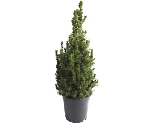 FLORASELF Canadese spar Picea Glauca Conica potmaat Ø 23 cm H 90-100 cm