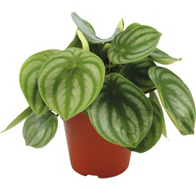 Peperomia kamerplant in een pot