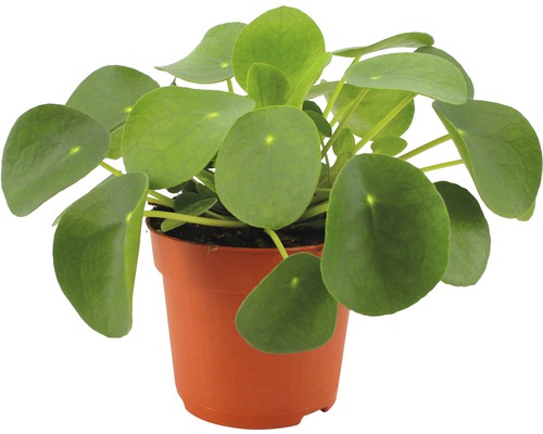 FLORASELF Pilea Pilea peperomioides potmaat Ø 10.5 cm H 17-22 cm-0