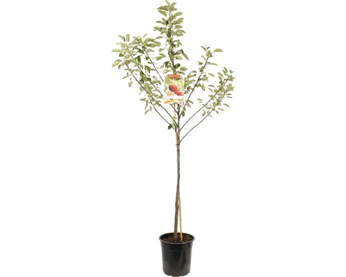 Appelboom in pot