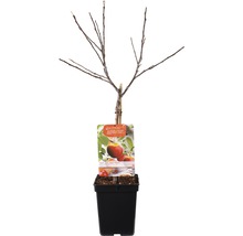 FLORASELF Appel Malus domestica 'Elstar' Ø 18 cm