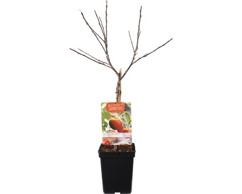 Appelboom in pot zonder bladeren