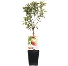 FLORASELF Appel Malus domestica 'Elstar' Ø 18 cm