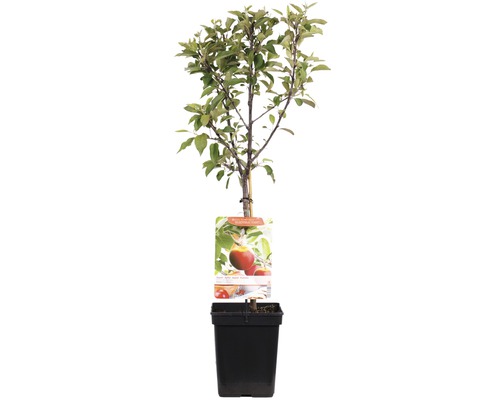 Appelboom in pot