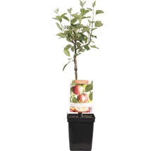 Appelboom in pot