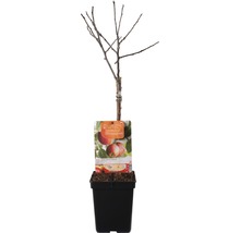 Appelboom in pot, zonder bladeren