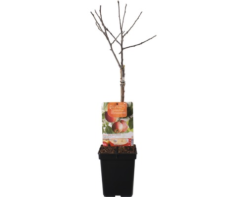 Appelboom in pot, zonder bladeren