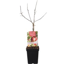 Appelboom in pot
