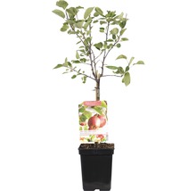 Appelboom in pot met etiket