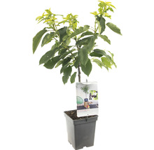 Kersenboom in pot met etiket