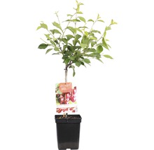Kersenboom in pot met etiket