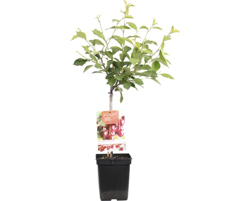 FLORASELF® Kers Prunus cerasus 'Morel' potmaat Ø 18 cm