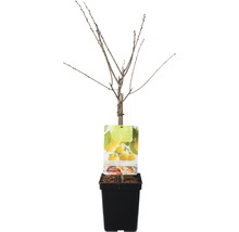 Kweeperenboom in pot