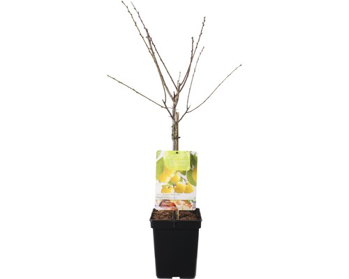 FLORASELF® Pruim Prunus domestica 'Mirabelle de Nancy' potmaat Ø 18 cm