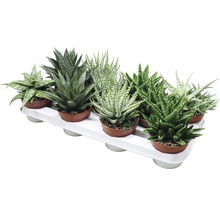 Meerdere Aloe Aristata planten in potten op een tray
