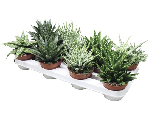 Meerdere Aloe Aristata planten in potten op een tray