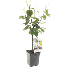 Citroenboom in pot
