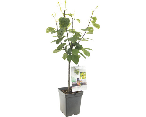 FLORASELF Pruimenboom Prunus domestica 'Ontario' potmaat Ø 18 cm H 65 cm
