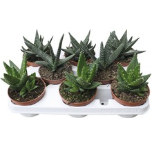 Tray met verschillende vetplanten in potten
