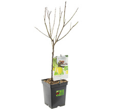 Jonge Golden Delicious appelboom in pot zonder bladeren