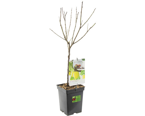 Jonge Golden Delicious appelboom in pot zonder bladeren