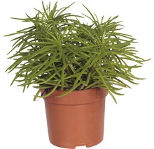 Potplant met groene, penvormige bladeren