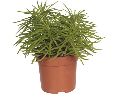 Potplant met groene, penvormige bladeren